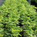 Mint Plant or Mentha - Greensouq - 