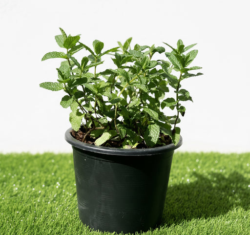Mint Plant or Mentha - Greensouq - 