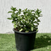 Mint Plant or Mentha - Greensouq - 