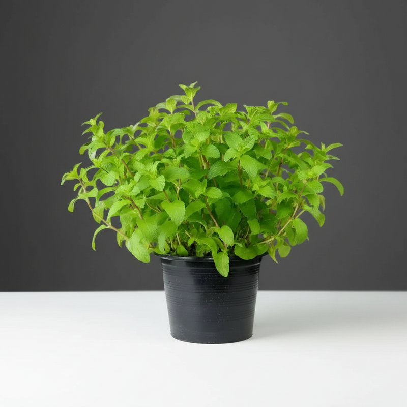 Mint Plant or Mentha