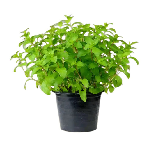 Mint Plant or Mentha - Greensouq - 
