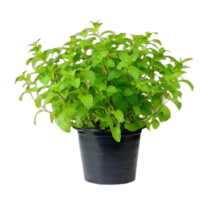 Mint Plant or Mentha - Greensouq - 