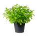 Mint Plant or Mentha - Greensouq - 