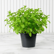 Mint Plant or Mentha - Greensouq - 