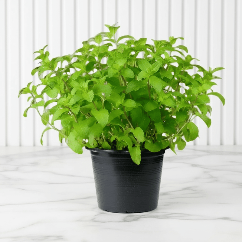 Mint Plant or Mentha - Greensouq - 