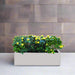Ixora Chinensis Planter