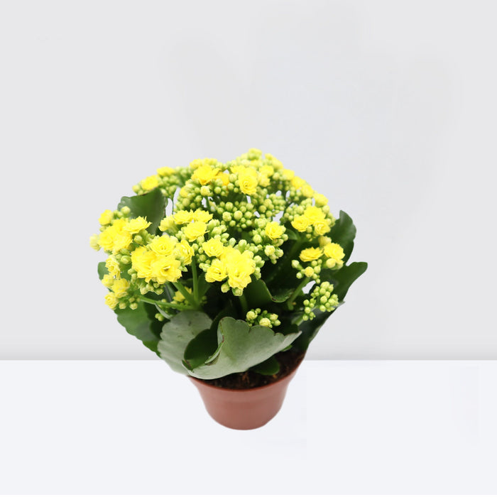 Kalanchoe Blossfeldiana or Flaming Katy