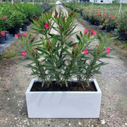Modern Balcony Oleander Planter 70 - 30 - 30 – Elegant Pink Flowering Plant | Dubai's Best Floral Display! - Greensouq - 