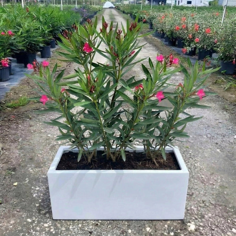 Modern Balcony Oleander Planter 70 - 30 - 30 – Elegant Pink Flowering Plant | Dubai's Best Floral Display! - Greensouq - 