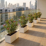 Modern Balcony Oleander Planter 70 - 30 - 30 – Elegant Pink Flowering Plant | Dubai's Best Floral Display! - Greensouq - 