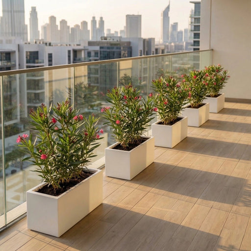 Modern Balcony Oleander Planter 70 - 30 - 30 – Elegant Pink Flowering Plant | Dubai's Best Floral Display! - Greensouq - 