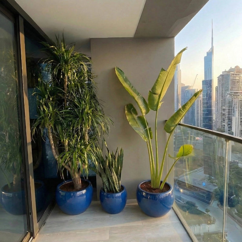 Modern Balcony Plant Trio – Dracaena Multi trunk, Snake Plant & Traveler Palmin Blue Ceramic Pots - Greensouq - 