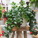 Aeschynanthus or Mona Lisa