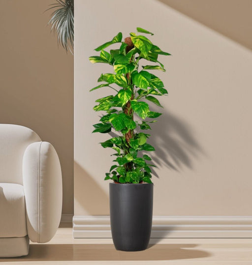 Potted Money Plant, Epipremnum Aureum Mosstok كرمة المال in Black Ceramic Pot 100 - 120cm - Greensouq -