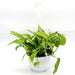 Money Plant Small "Epipremnum aureum" - Greensouq - 
