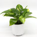 Money Plant Small "Epipremnum aureum" - Greensouq - 