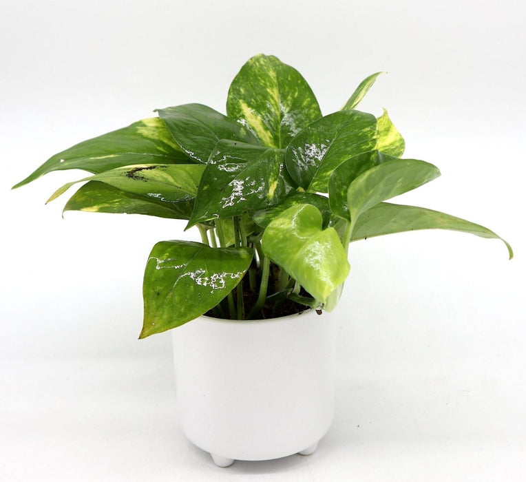 Money Plant Small "Epipremnum aureum" - Greensouq - 