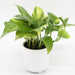 Money Plant Small "Epipremnum aureum" - Greensouq - 