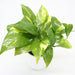 Money Plant Small "Epipremnum aureum" - Greensouq - 