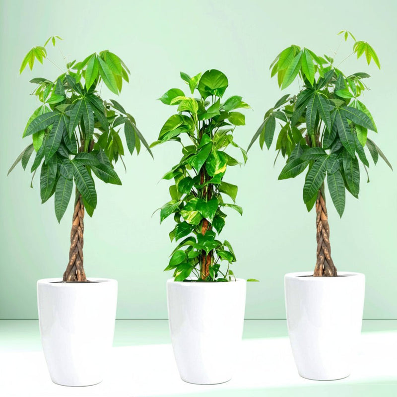 Money Tree Bundle (2x Patchira 1.2m - 1.5m)(1x Money plant 1m - 1.2m) in Ceramic Pot - Greensouq - 