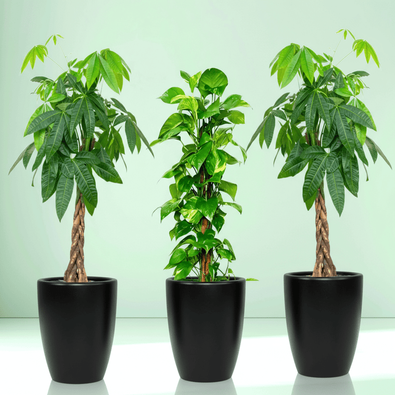 Money Tree Bundle (2x Patchira 1.2m - 1.5m)(1x Money plant 1m - 1.2m) in Ceramic Pot - Greensouq - 
