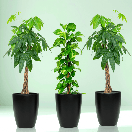 Money Tree Bundle (2x Patchira 1.2m - 1.5m)(1x Money plant 1m - 1.2m) in Ceramic Pot - Greensouq - 