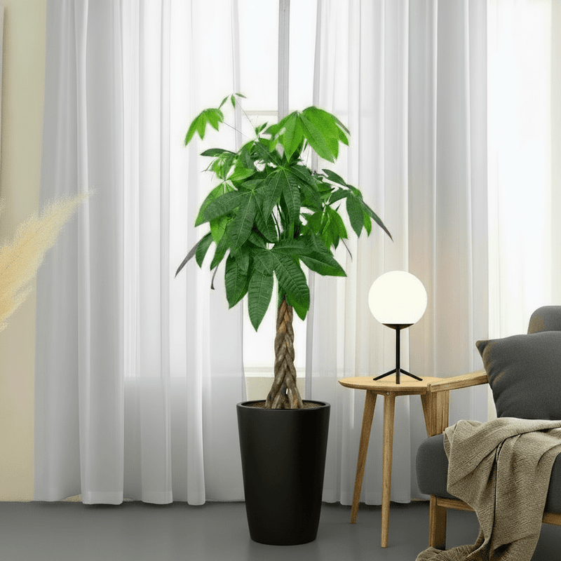 Money Tree Pachira Aquatica, "Twisted Trunk" 130 - 150cm شجرة المال - Greensouq - 