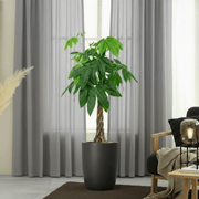 Money Tree Pachira Aquatica, "Twisted Trunk" 130 - 150cm شجرة المال - Greensouq - 