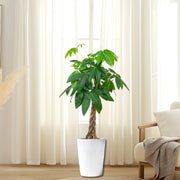 Money Tree Pachira Aquatica, "Twisted Trunk" 130 - 150cm شجرة المال - Greensouq - 