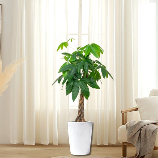 Money Tree Pachira Aquatica, "Twisted Trunk" 130 - 150cm شجرة المال - Greensouq - 