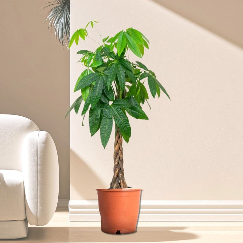 Money Tree Pachira Aquatica, "Twisted Trunk" 130 - 150cm شجرة المال - Greensouq - 