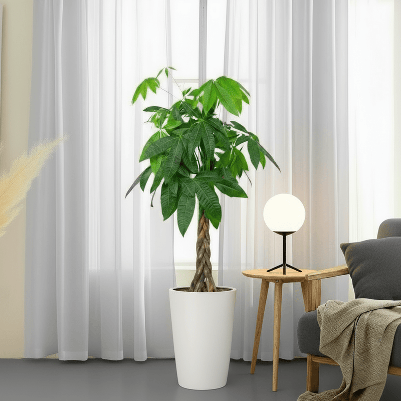 Money Tree Pachira Aquatica, "Twisted Trunk" 130 - 150cm شجرة المال - Greensouq - 