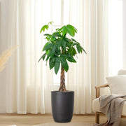 Money Tree Pachira Aquatica, "Twisted Trunk" 130 - 150cm شجرة المال - Greensouq - 