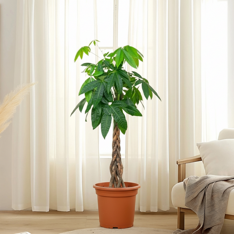 Money Tree Pachira Aquatica,  "Twisted Trunk" 130 - 150cm  شجرة المال