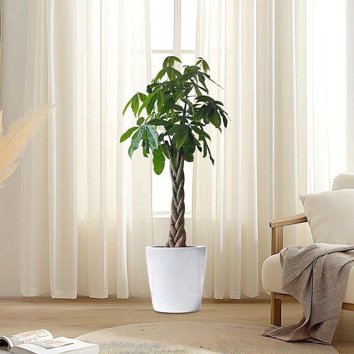 Money Tree Pachira Aquatica, "Twisted Trunk" 130 - 150cm شجرة المال - Greensouq - 