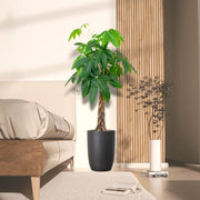 Money Tree Pachira Aquatica, "Twisted Trunk" 130 - 150cm شجرة المال - Greensouq - 