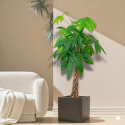 Money Tree Pachira Aquatica, "Twisted Trunk" 130 - 150cm شجرة المال in Black Grp Pot 40x40 - Greensouq - 