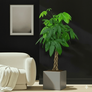 Money Tree Pachira Aquatica, "Twisted Trunk" 130 - 150cm شجرة المال in Black Grp Pot 40x40 - Greensouq - 