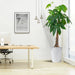 Money Tree Pachira Aquatica, "Twisted Trunk" 130 - 150cm شجرة المال Office Plant - Greensouq - 