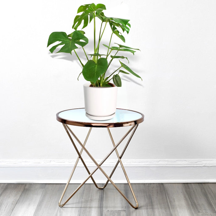 Monstera Deliciosa or Swiss Cheese Plant Small, Beautiful Medium Size Monstera
