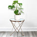 Monstera Deliciosa or Swiss Cheese Plant Small, Beautiful Medium Size Monstera