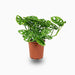 Monstera adansonii or Swiss Cheese Plant - Greensouq - 