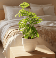 Monstera adansonii or Swiss Cheese Plant - Greensouq - 