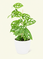 Monstera adansonii or Swiss Cheese Plant - Greensouq - 