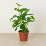 Monstera adansonii or Swiss Cheese Plant - Greensouq - 