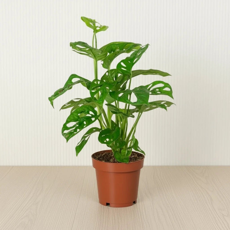 Monstera adansonii or Swiss Cheese Plant - Greensouq - 