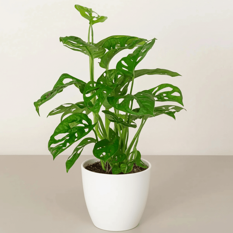 Monstera adansonii or Swiss Cheese Plant - Greensouq - 