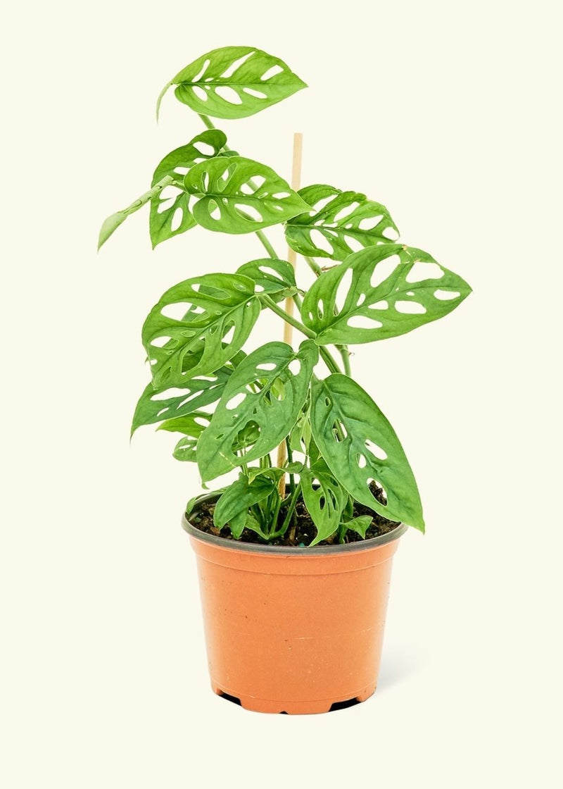 Monstera adansonii or Swiss Cheese Plant - Greensouq - 