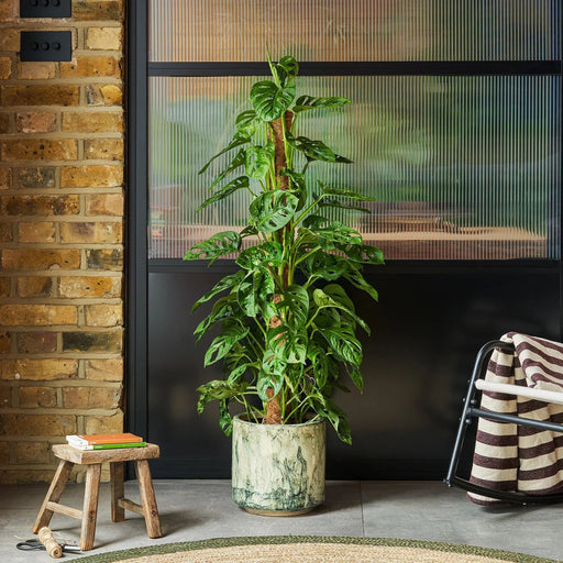 Monstera adansonii | Swiss Cheese Plant 1.0 - 1.2m - Greensouq - 