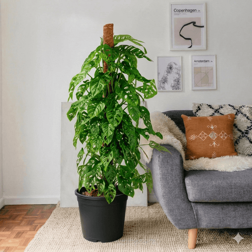 Monstera adansonii | Swiss Cheese Plant 1.0 - 1.2m - Greensouq - 